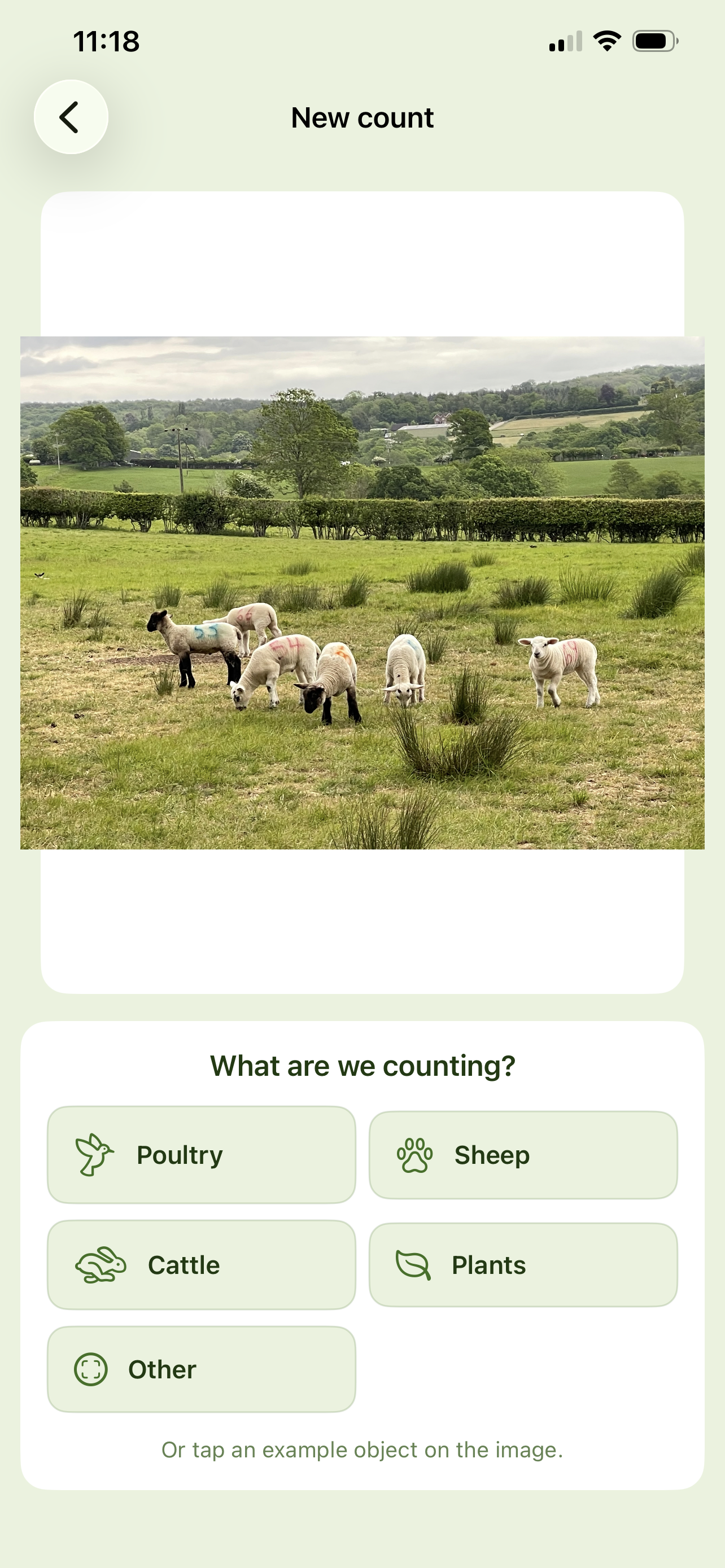 Herdcount new count screen — photo of sheep with category picker showing Poultry, Sheep, Cattle, Plants, Other